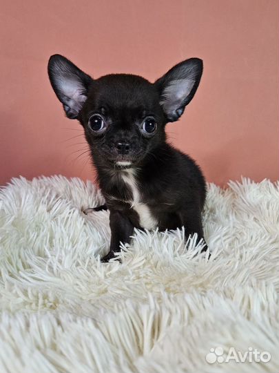 Очень тёмный шоколад девочка