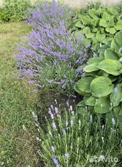 Многолетние садовые растения