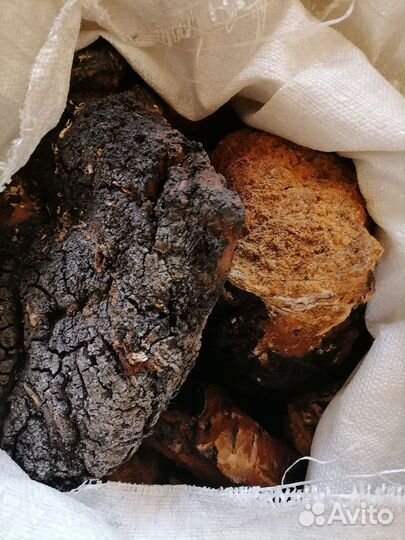 Березовый гриб чага