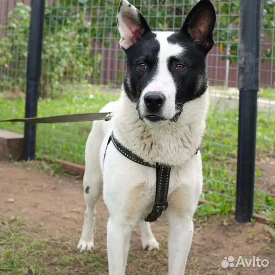 Собака Малыш в добрые руки