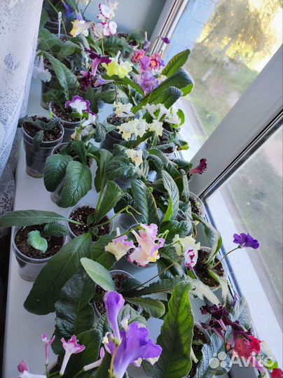 Стрептокарпусы