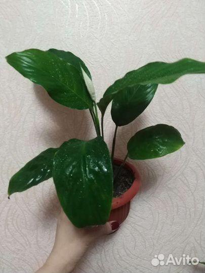 Спатифиллум