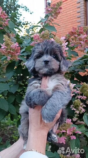 Мальтипу мальчики и девочки