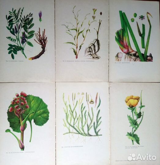 Иллюстрации растений