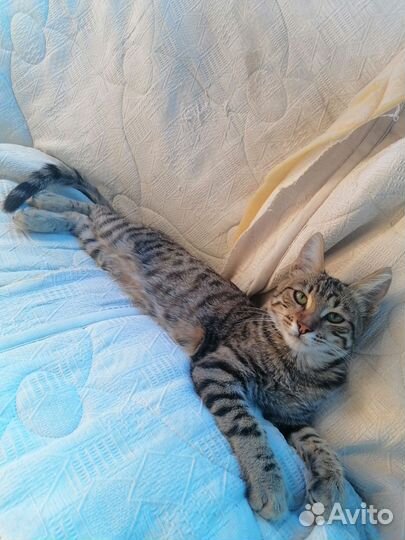 Бенгальский кот
