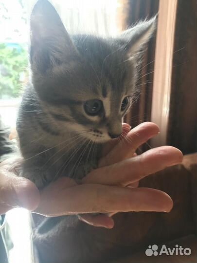 Котенок в добрые руки