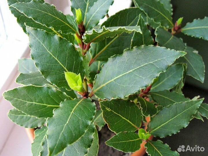 Лавровый лист благородный саженцы