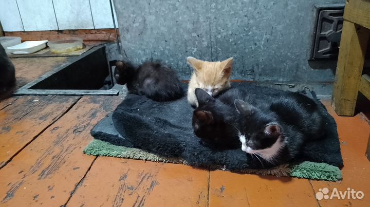 Котята в добрые руки