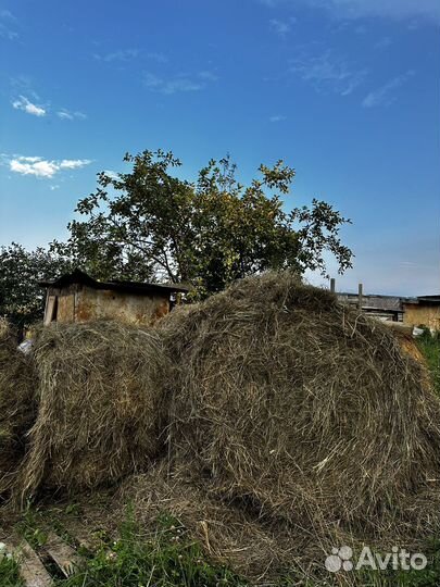 Сено в рулонах