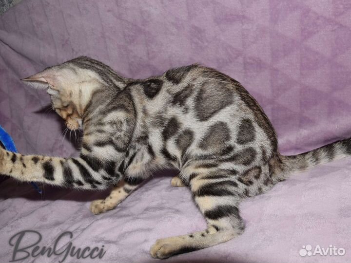 Бенгальская девочка серебро