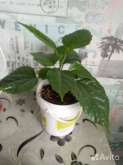 Комнатные цветы