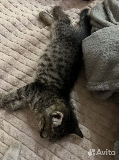 Отдам котят в добрые руки
