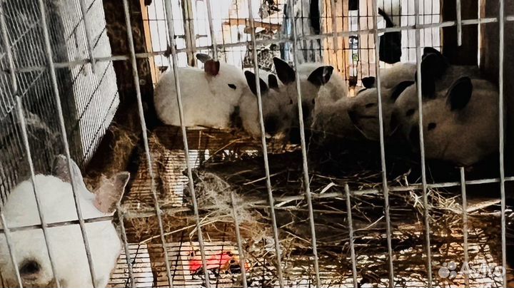 Калифорнийские кролики