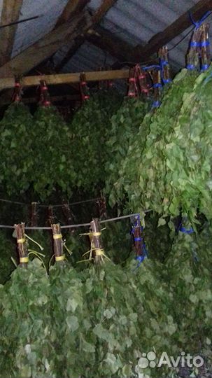 Березовые веники для бани