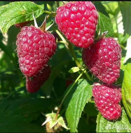 Саженцы ремонтантная малина