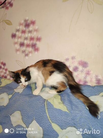 Кошки в добрые руки