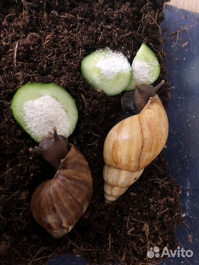 Улитки ахатины