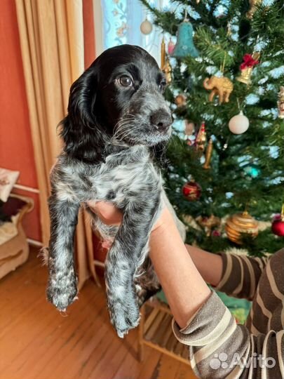 Щенок девочка Русский охотничий спаниель