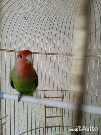 Мальчик -неразлучник и неразлучник