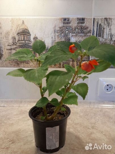 Бальзамин коралловый махровый