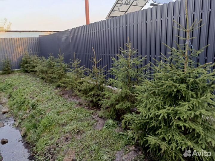 Ёлки вдоль забора