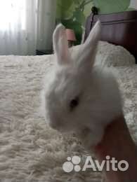 Декоративные кролики