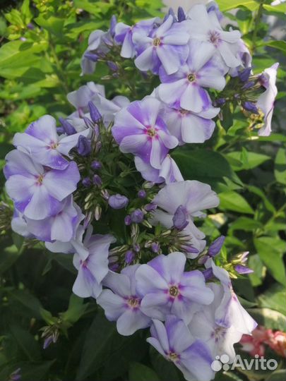 Многолетние цветы: Флоксы