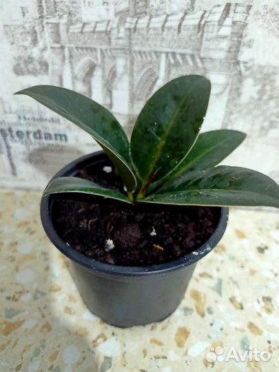 Фикус мелани