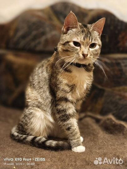 Кошечка Мася