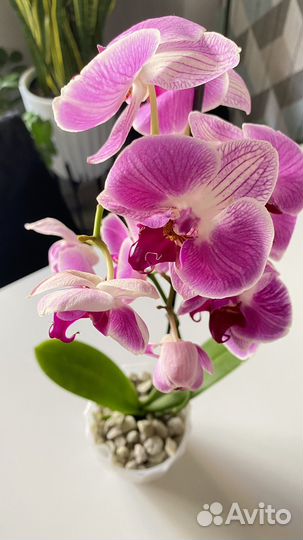 Орхидея фаленопсис