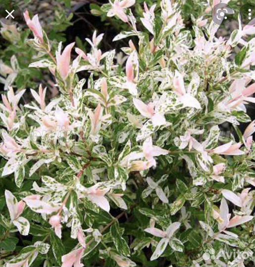 Ива цельнолистная Хакуро-Нишики (Hakuro-nishiki)