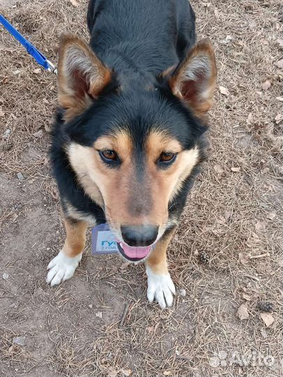 Красивая и молодая собака в добрые руки Гуф