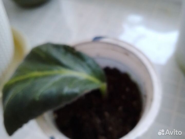 Глоксиния махровая