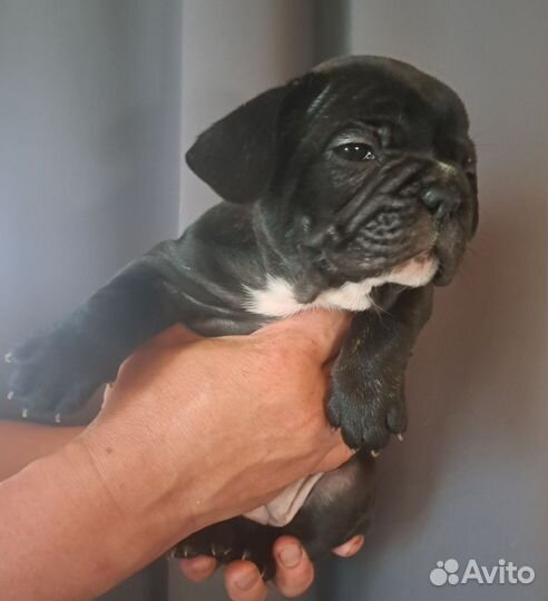 Французский бульдог щенки