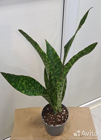 Сансевиерии сортовые