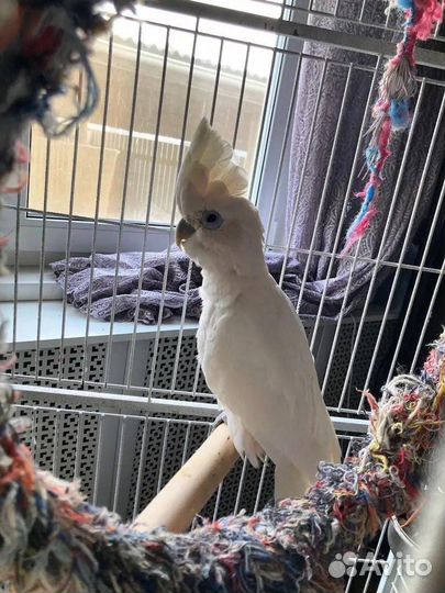 Ручной говорящий попугай