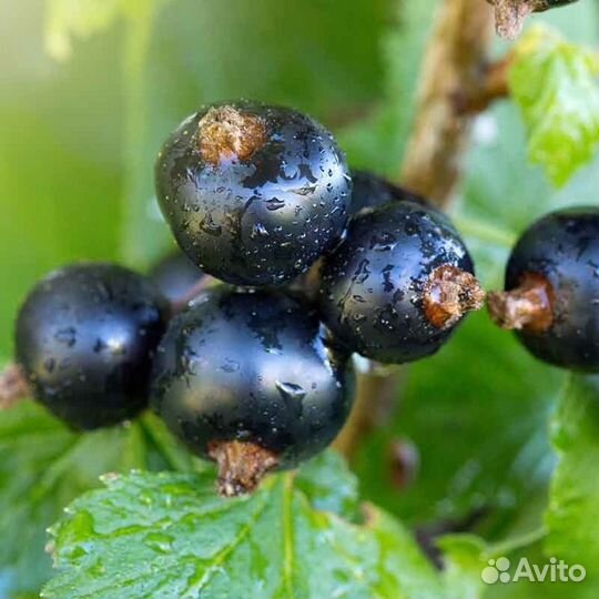 Черная смородина