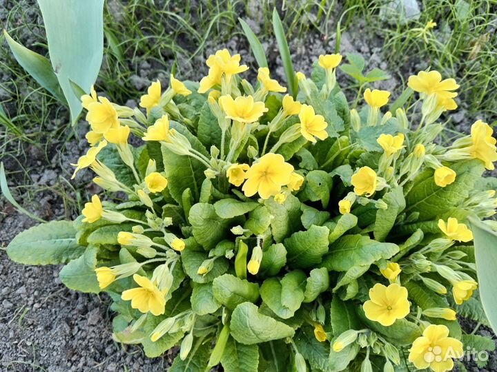 Цветы для сада