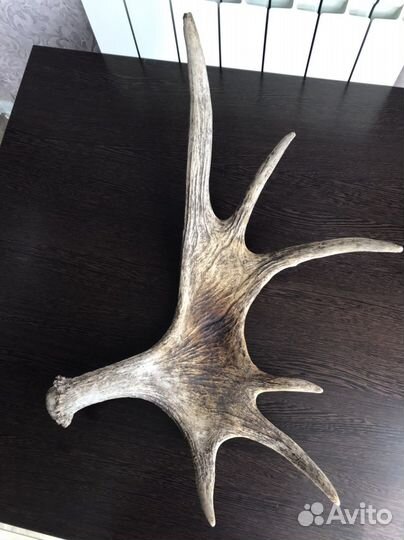 Лосиные рога