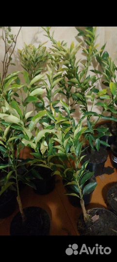 Цитрусовые растения