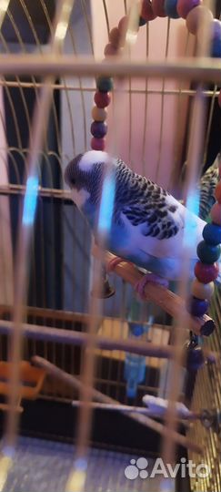 Волнистый попугай