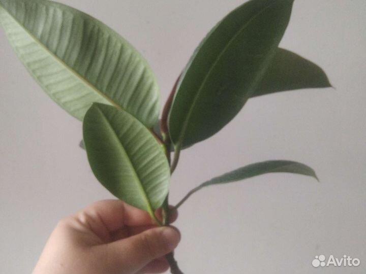 Фикус 25см, на укоренении