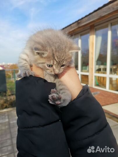Котята в добрые руки бесплатно