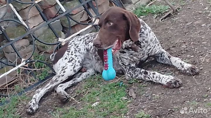 Щенки курцхаара