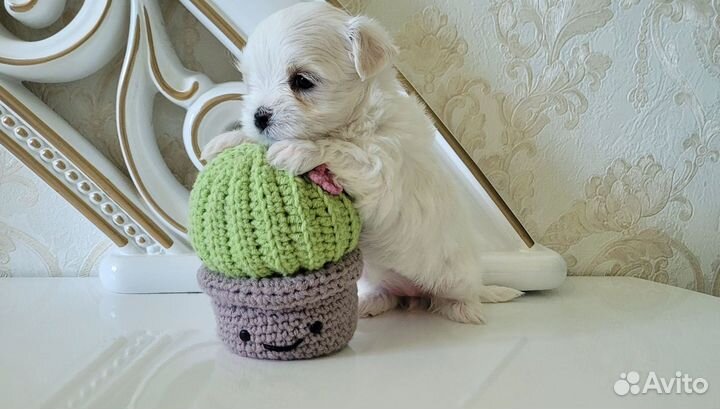 Мальтезе мини девочки