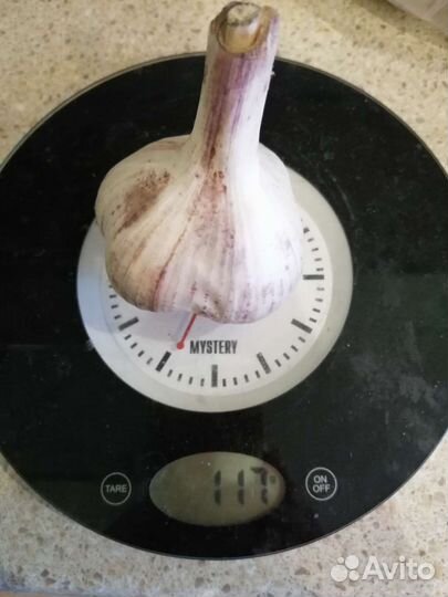 Чеснок крупный
