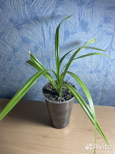 Пальма панданус