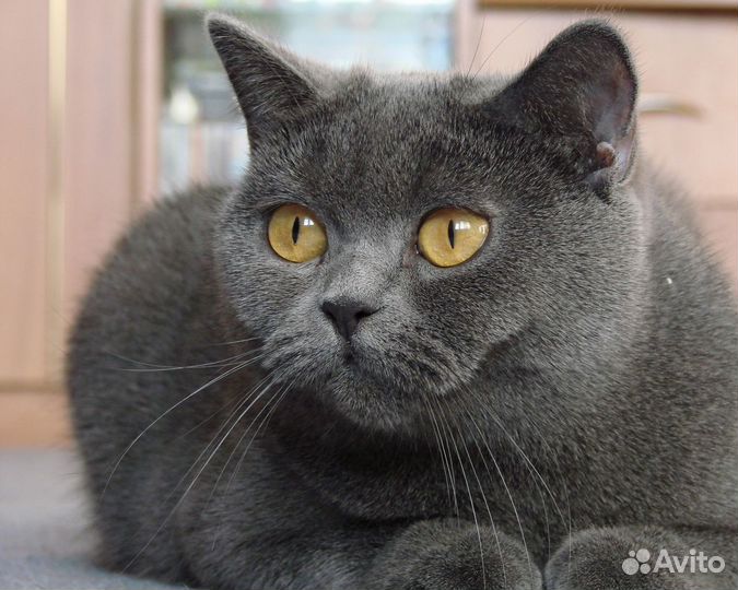 Котята ищут дом Ессентуки, привезу по Кмв
