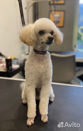 Услуги грумера