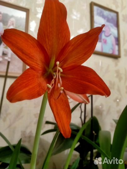 Комнатные цветы